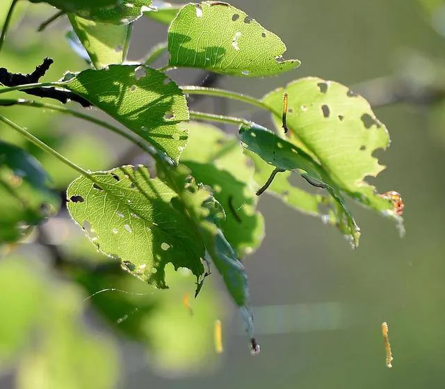 Green leaves with holes and caterpillars hanging underneath.