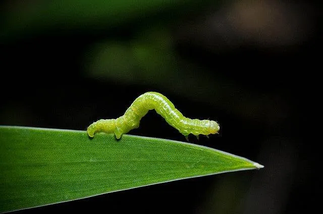 Bright green caterpillar crawling on a leaf