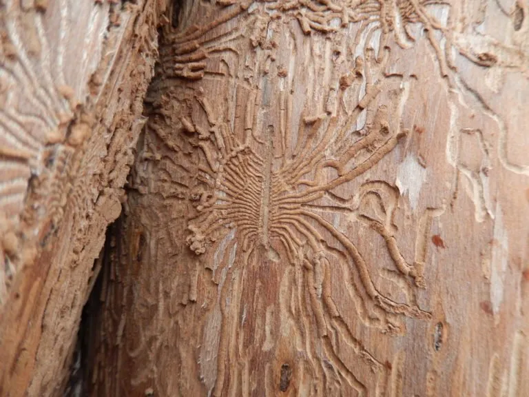 Close-up of weathered wood with intricate bark patterns and textures.