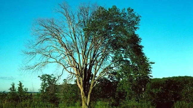 Tree with half of its branches without leaves and the other half with green leaves.