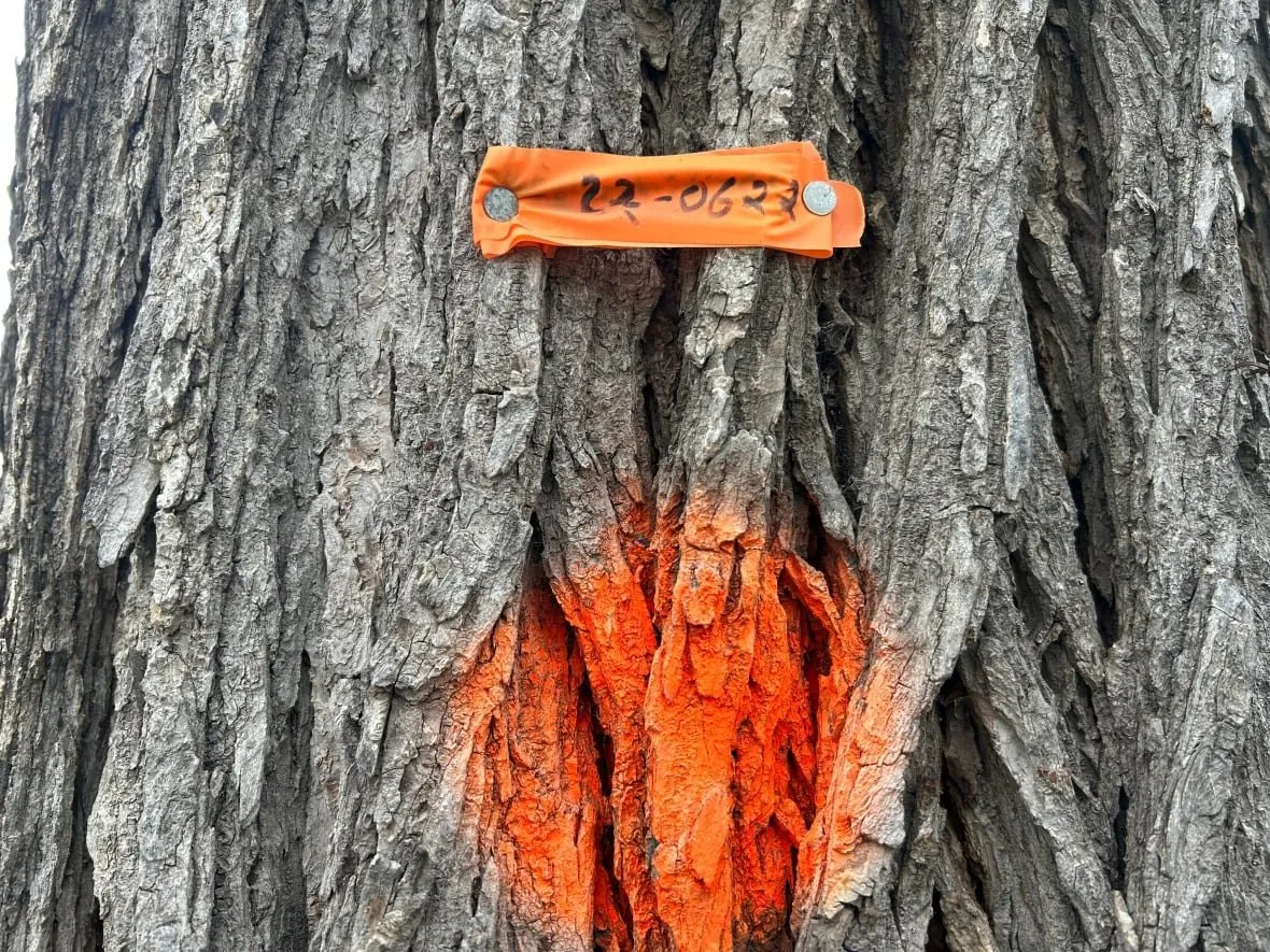 A tree trunk with a bright orange mark and date tag attached to the bark with two metal pins.