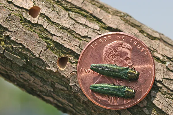 Close-up of an adult Emerald Ash Borer beetle