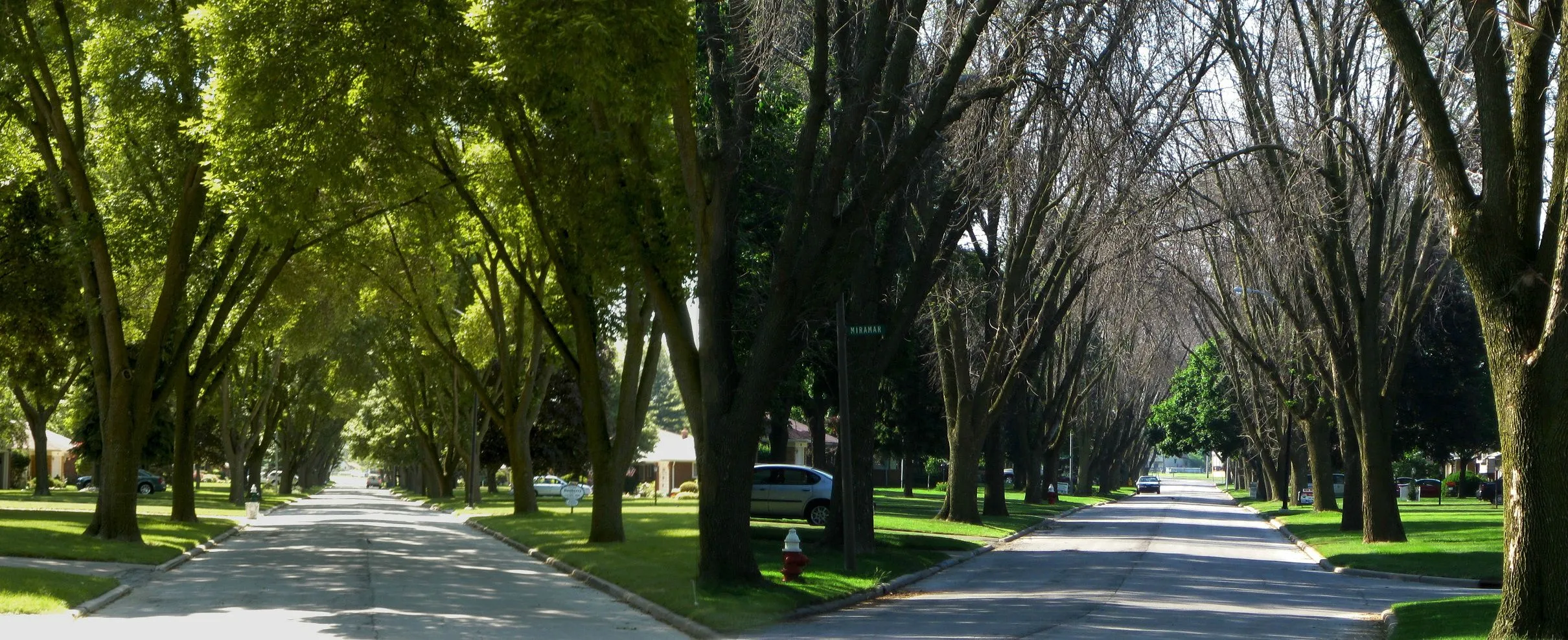 Before and after street view showing ash trees destroyed by Emerald Ash Borer in Toledo, Ohio