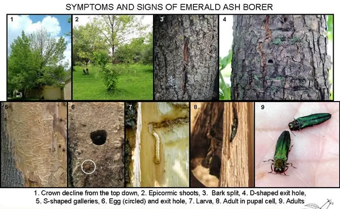 Diagram of Emerald Ash Borer signs and symptoms on ash trees